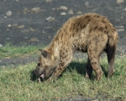 MG 0488 Hyena eats